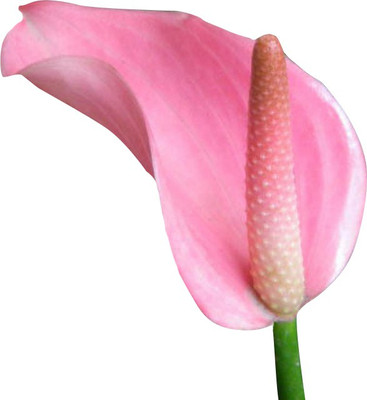Nema Anthurium Andraeanu Seeds - Pink - 100 Pcs Seed(100 per packet)