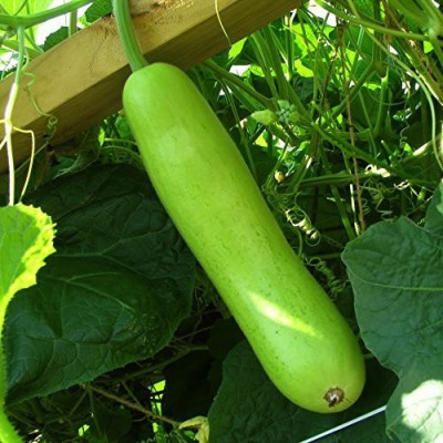 VibeX Bottle gourd-55 seeds-(50 Gms, 250 Seeds) Seed(250 per packet)