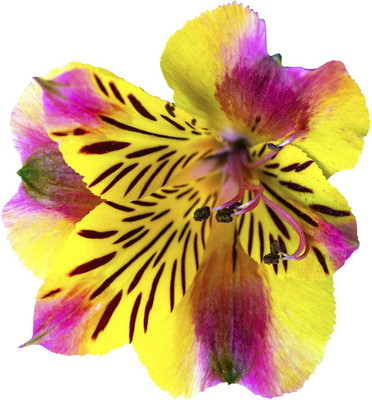Nema Alstroemeria Flower Seeds-Yellow and Pink-100Pcs Seed(100 per packet)