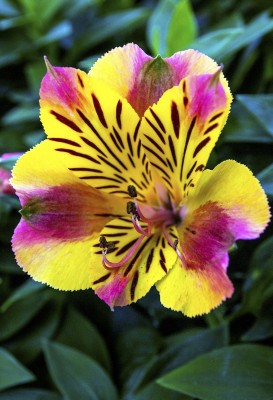 Futaba Alstroemeria Flower Seeds-Yellow and Pink- 50 Pcs Seed(50 per packet)