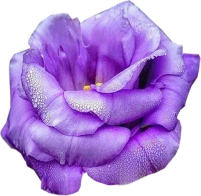 Nema Futaba Heirloom Lisianthus Eustoma Seeds - Blue - 100 Pcs Seed(100 per packet)