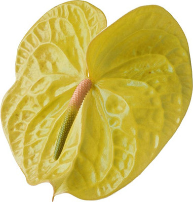 Nema Anthurium Andraeanu Seeds - Yellow - 100 Pcs Seed(100 per packet)