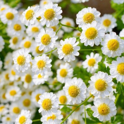 Nema Chamomile Flower Seeds - 50 Pcs Seed(50 per packet)