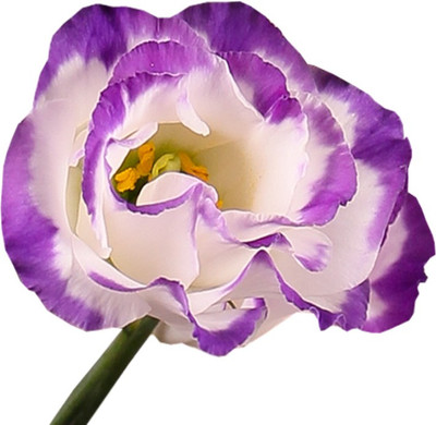FUTABA Heirloom Lisianthus Eustoma Seeds - White and Purple Seed(100 per packet)