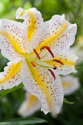 FUTABA Lily Flower Seeds-White and Yellow Seed(100 per packet)