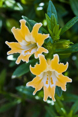 FUTABA Lily Flower Seeds-Orange Seed(100 per packet)