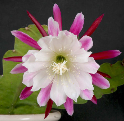 Nema Epiphyllum Anguliger Night Blooming Flower Seed Seed(100 per packet)