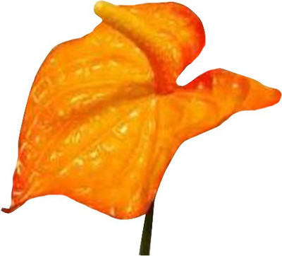 Nema Anthurium Andraeanu Seeds - Orange Seed(100 per packet)