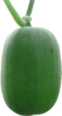 Nema Winter Melon Seeds - 10 PCS Seed(10 per packet)