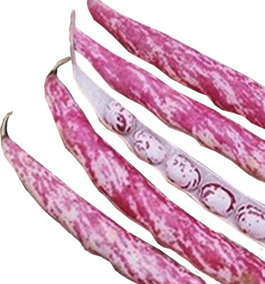 Nema Rainbow bean seeds - 5 Pcs Seed(5 per packet)