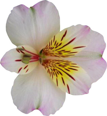 Nema Alstroemeria Flower Seeds-White and Yellow-100Pcs Seed(100 per packet)