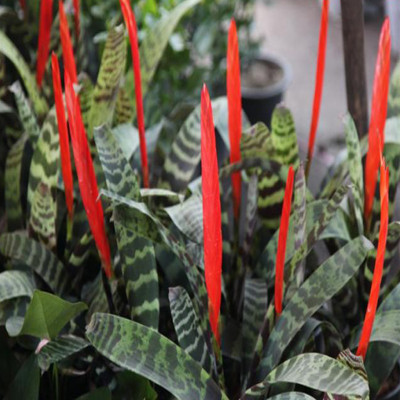 Nema Rainbow Sansevieria Tiger Strip Seeds - Orange - 100 Pcs Seed(100 per packet)