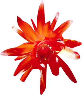 Redoak Jade Cents Flower Seeds-Orange Seed(100 per packet)