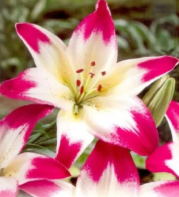 Redoak Lily Flower Seeds-Pink Seed(100 per packet)