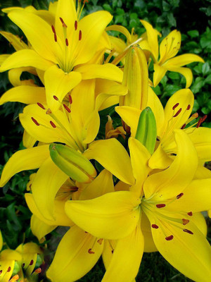 FUTABA Lily Flower Seed(100 per packet)