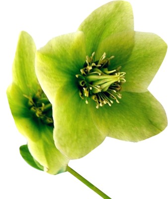 FUTABA Japanese Helleborus Flower Seeds- Green Seed(100 per packet)