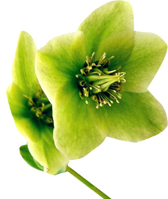 Redoak Japanese Helleborus Flower Seeds Seed(100 per packet)
