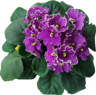 Nema Rare African Flower Seeds-Violet-200Pcs Seed(200 per packet)