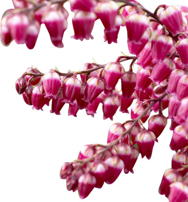 FUTABA Semillas Cactus Flower Seeds-Red Seed(100 per packet)