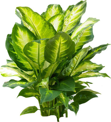 Nema Rare Dieffenbachia Seeds-Green-100Pcs Seed(100 per packet)