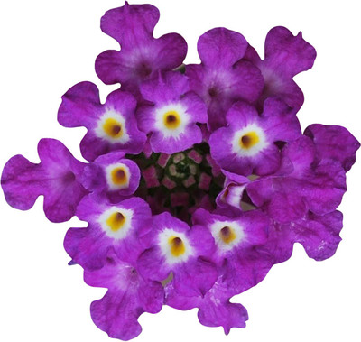 Nema Lantana Camara Hydrangea Flower Seeds-Purple-50Pcs Seed(50 per packet)
