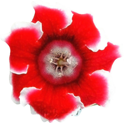 FUTABA Rare Sinningia Gloxinia Flower Seeds-Red And White Seed(100 per packet)