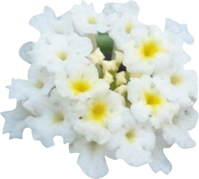 FUTABA Lantana Camara Hydrangea Flower Seeds-White Seed(50 per packet)