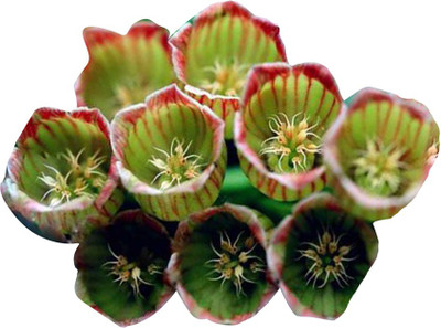 FUTABA Enkianthus Flower Seeds Seed(100 per packet)