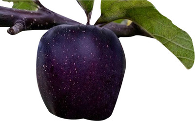 Nema Perennial Diamond Apple Dwarf Fruit Seeds-Black-30Pcs Seed(30 per packet)