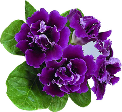 Nema Gloxinia Flower Seed(100 per packet)