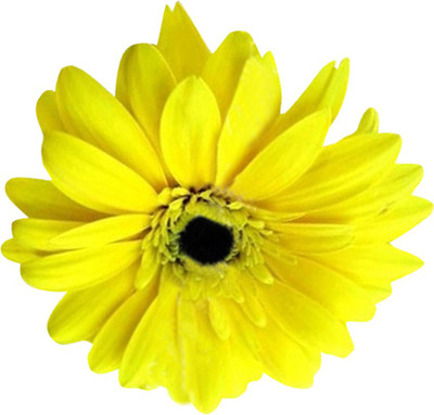 Nema Hybrid Gerbera Daisy Flower Seeds-Yellow-100Pcs Seed(100 per packet)