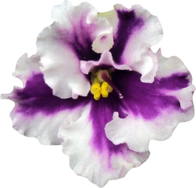 Redoak Rare African Flower Seeds-White And Violet Seed(200 per packet)