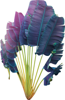 Redoak Tropical Gaint Palm Tree Seeds-Purple Seed(10 per packet)