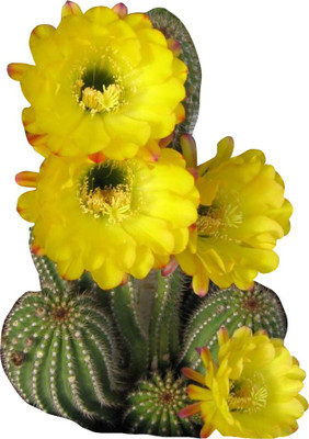 Nema Rebutia Seeds-Yellow-20PcsSeeds-Pink-20Pcs Seed(20 per packet)