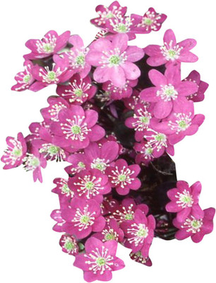 Futaba Hepatica Nolilis Flower Seeds-Pink-100Pcs Seed(100 per packet)