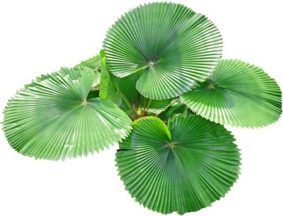 Nema Exotic Fan-shaped Palm Plant Seeds-10Pcs Seed(10 per packet)