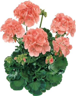 Futaba Japanese Rosebud Pelargonium Geranium Flower Seeds-Peach-100Pcs Seed(100 per packet)