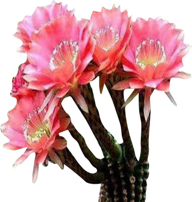 Futaba Exotic Rare Succulent Cactus Rebutia Seeds-Pink-20Pcs Seed(20 per packet)