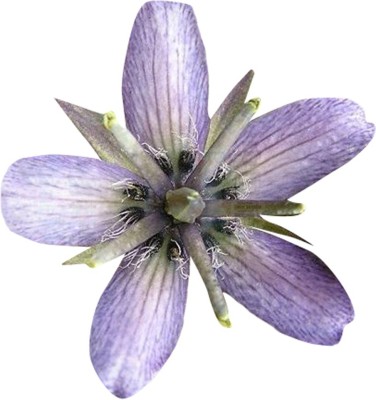 Futaba Futaba Clematis Courtoisii Flower Seeds-Blue-100Pcs Seed(100 per packet)