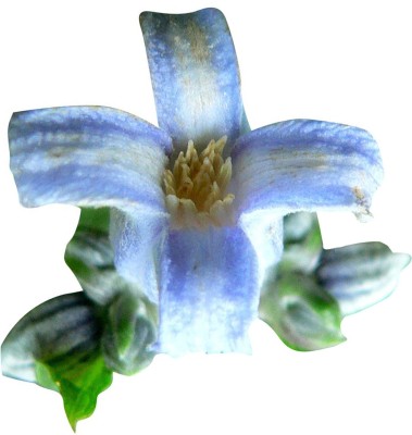 Futaba Futaba Clematis Courtoisii Flower Seeds-White And Blue-100Pcs Seed(100 per packet)