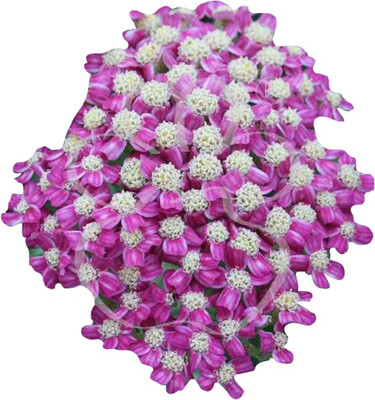 Futaba Futaba Achillea Millefolium Flower Seeds-Pink And White-100Pcs Seed(100 per packet)