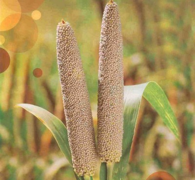 Green World HYBRID BAJRA / PEARL MILLET SEEDS FOR FARMING OR AGRICULTURE ( 1 KG SEEDS ) Seed(1000 per packet)