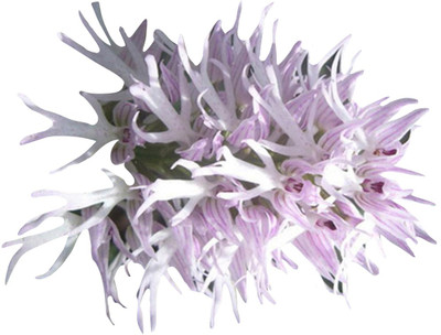 Futaba Futaba Italian Orchis Monkey Flower Seeds-White-100Pcs Seed(100 per packet)