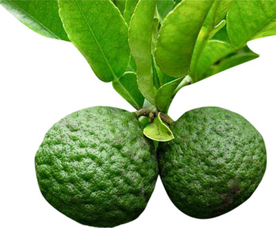 Nema Kaffir Lime Seeds-30Pcs Seed(30 per packet)