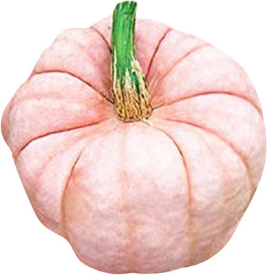 Nema Pumpkin Vegetable Seeds- Pink-10Pcs Seed(10 per packet)