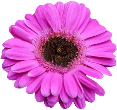 Futaba Hybrid Gerbera Daisy Flower Seeds-Violet-100Pcs Seed(100 per packet)