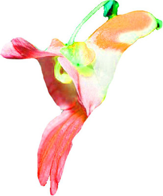 FUTABA Parrot Orchid Flower Seeds-Red And Lightpink Seed(100 per packet)