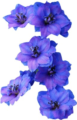 Nema Dendrobium Orchid flower Seeds- Royal Blue-100Pcs Seed(100 per packet)