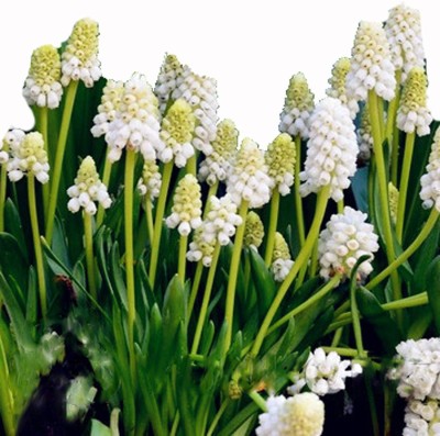 FUTABA Peru Grape Orchid Flower Seeds - White And Green Seed(50 per packet)