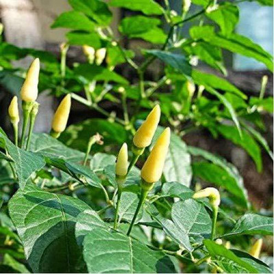 KANAYA Moti Mirch/Pepper Green Hybrid Seed(120 per packet)